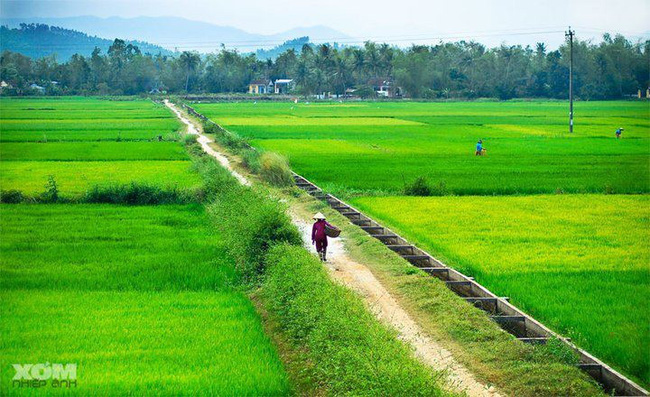 Chuyển đổi sản xuất ở ĐBSCL: DN phải tham gia làm quy hoạch